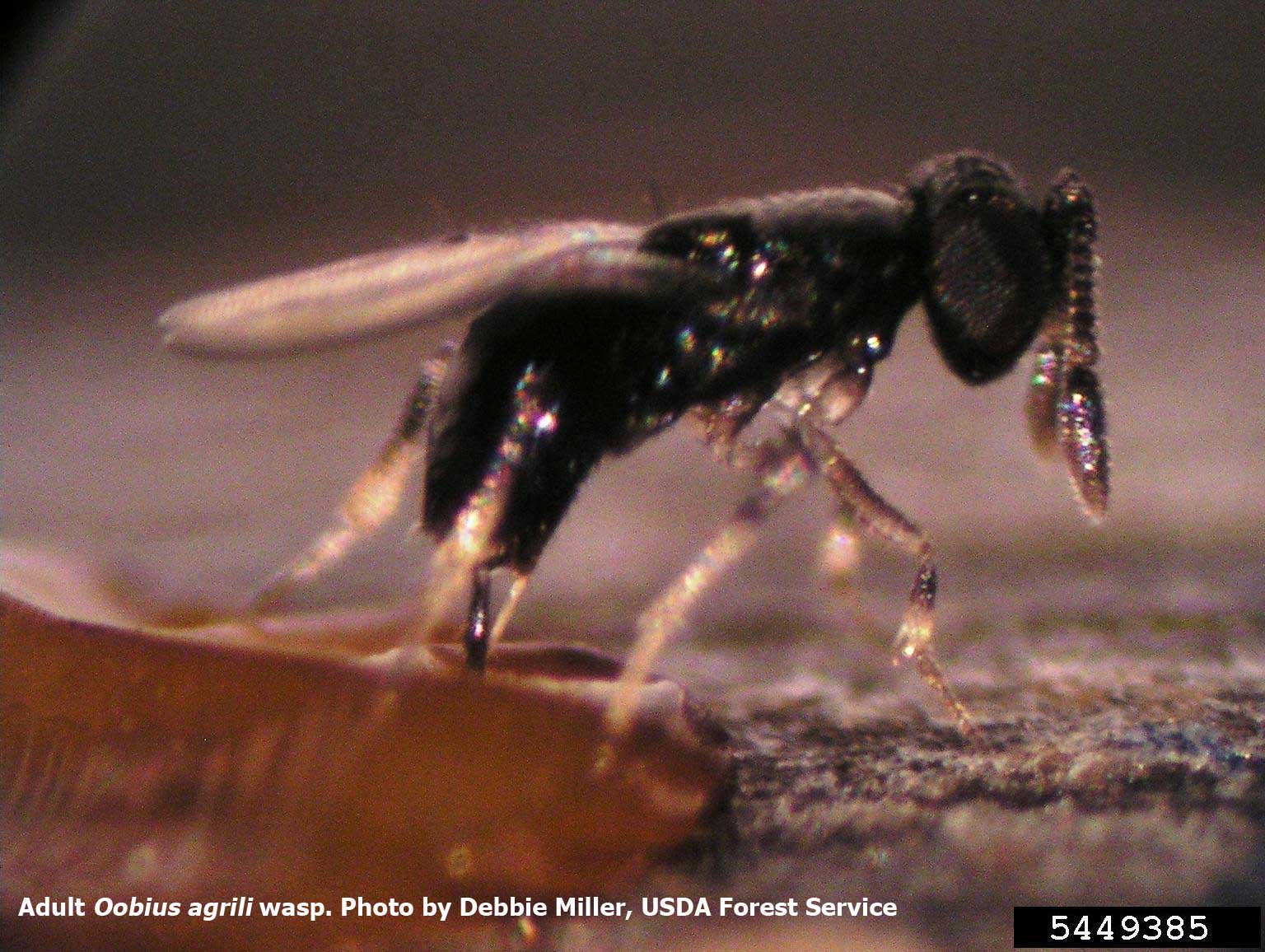 Adult Oobius agrili wasp - photo by Debbie Miller, USDA Forest Service