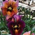 Pansy F1 NatureTM ‘Mulberry Shades’ from American Takii