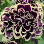 Petunia Midnight Gold from Ball FloraPlant