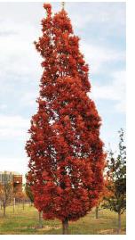 Quercus robur x alba ‘Crimschmidt’ – Crimson Spire™ Oak
