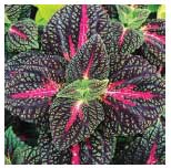 Coleus main street la rambla