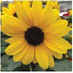 Helianthus Sunfinity