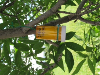 Release devices for Oobius parasitoids. Photo: Kathleen Alexander, City of Boulder Forestry Division