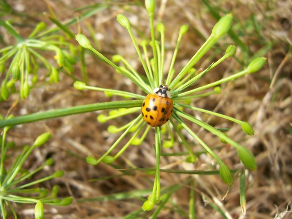 Ladybug on dill flower